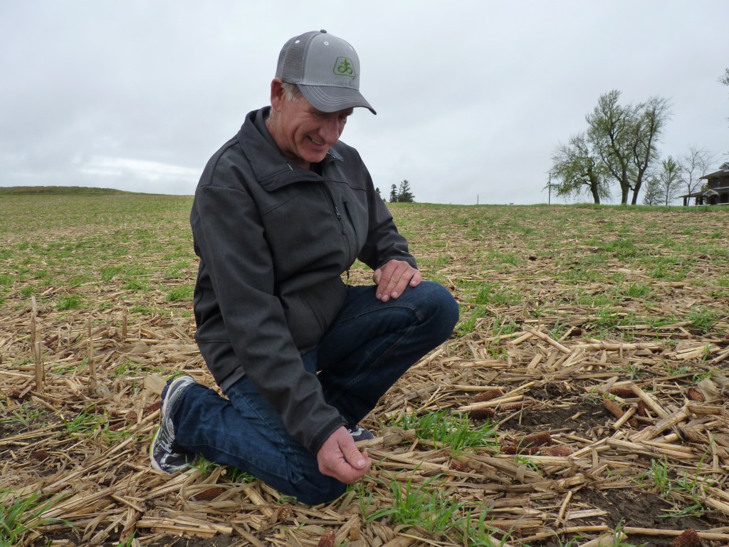 Brent Bierbaum with his cereal rye cover crop